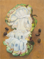 Genesis: Custard Apple