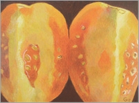 Genesis: Yellow Tomato