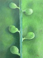 Genesis: Snow Pea Pod